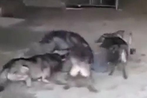 CLIP: Bị 5 con sói bất ngờ tấn công, người đàn ông nhận cái kết khiến người xem thót tim