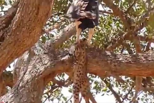 CLIP: Tóm báo săn con và ăn thịt, đại bàng nhận 'quả báo' ngay sao đó
