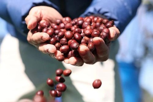 Tư vấn doanh nghiệp tiếp cận thị trường Bắc Phi