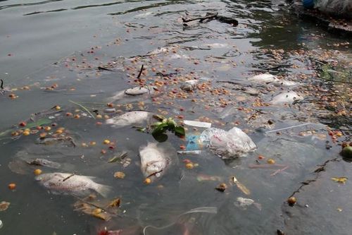 Hà Nội đầu tư gần 100 tỷ đồng làm sạch Hồ Tây