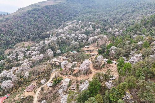 Nặm Cứm trắng muốt hoa ban