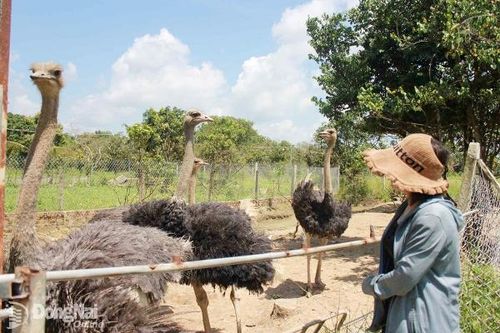 Nuôi động vật hoang dã an toàn sinh học