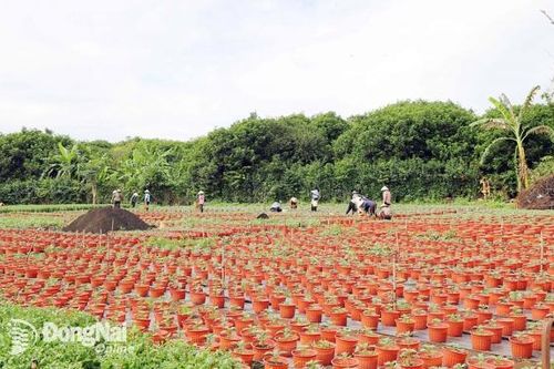 Thống Nhất đạt chuẩn huyện nông thôn mới nâng cao năm 2024