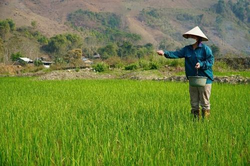Chủ động chăm sóc, phòng ngừa sâu bệnh
