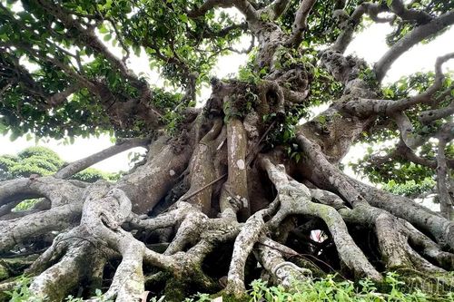 Làng Vị Khê - nơi trồng cây cảnh nổi tiếng nhất Nam Định