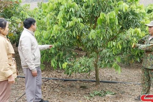 Mường Khoa nhiều mô hình kinh tế hiệu quả