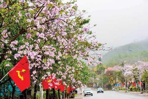 Mùa hoa ở A Lưới