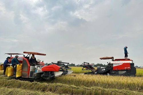 Agribank tăng cường hỗ trợ vốn, thúc đẩy phát triển ngành lúa gạo