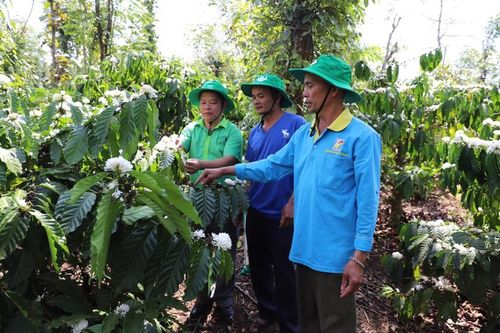 Supe Lâm Thao tiêu thụ được 1.000 tấn phân bón tại thị trường Tây Nguyên