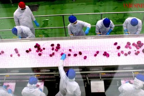 'Chuyển xanh' theo mệnh lệnh thị trường để hàng Việt 'hút' đơn hàng xuất khẩu