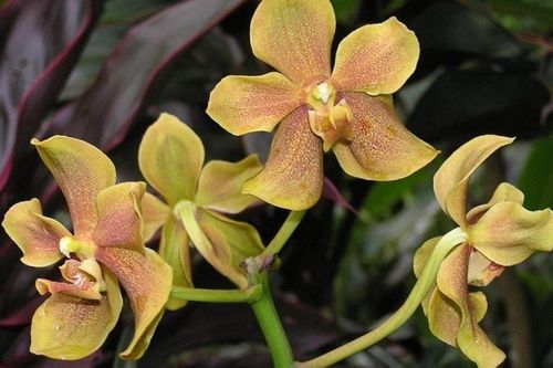 Những loài hoa lan mang tên người nổi tiếng ở Singapore