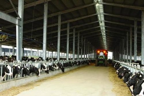 'Nhà bếp 5 sao' của những cô bò hạnh phúc tại trang trại TH