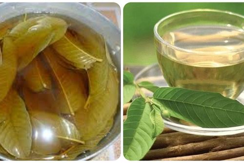 Uống nước lá ổi trước bữa sáng có tác dụng gì?