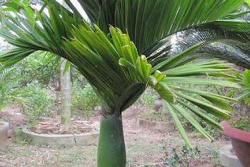 Công dụng của cây cau cảnh lùn - biểu tượng của sự may mắn và thịnh vượng trong phong thủy