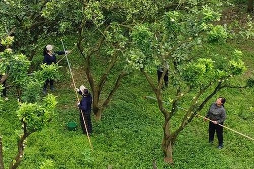 Làng bưởi Diễn vào mùa 'se duyên'