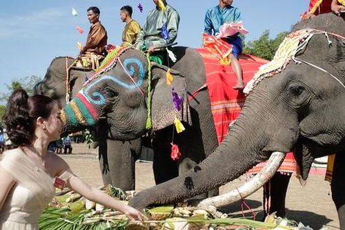 Về Buôn Đôn ngắm voi 'trình diễn catwalk'