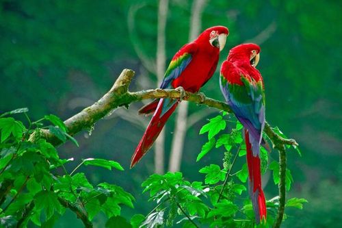 Chiêm ngưỡng những loài chim đẹp nhất thế giới