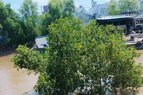 Bạc Liêu: Sạt lở, vỡ bờ sông 30/4 vào đầu mùa khô