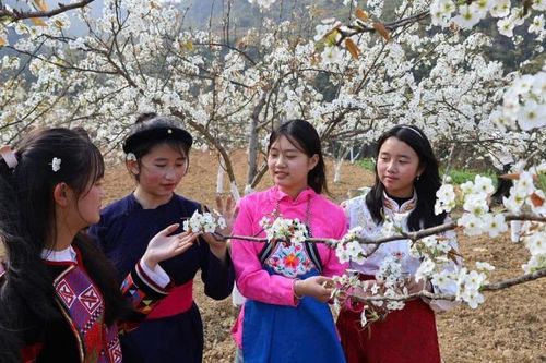 Sắp diễn ra 2 lễ hội hoa tại Hà Giang