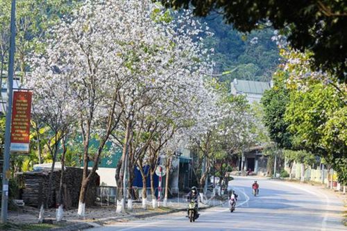 Thành phố Điện Biên Phủ đẹp lãng mạn trong sắc hoa ban