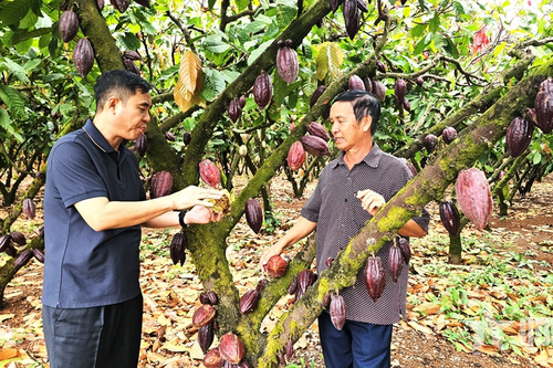 Cựu chiến binh liên kết, giúp nhau làm giàu