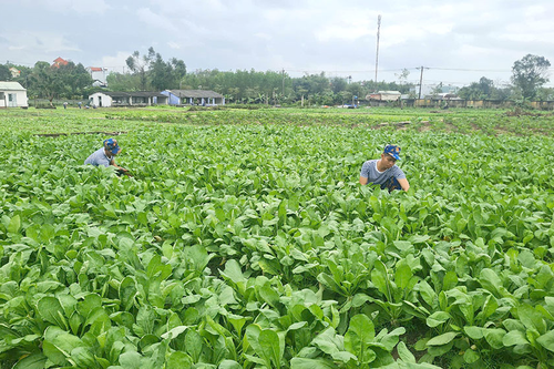 Chăm lo chất lượng bữa ăn cho chiến sĩ mới