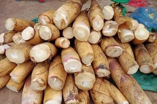 Măng vầu ngọt - Đặc sản Tây Bắc từ giá rẻ thành hàng đắt đỏ
