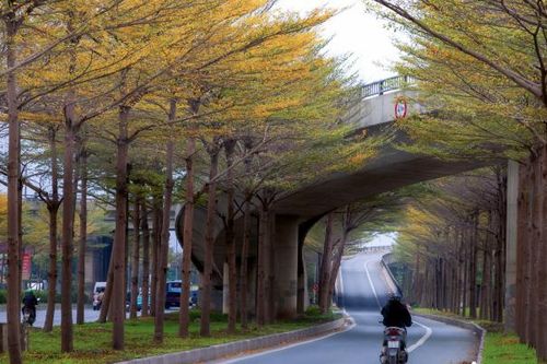 Ngắm sắc vàng rực rỡ của hàng lá bàng nhỏ ở ngoại ô Hà Nội