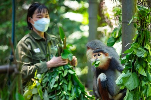 Ngắm 'nữ hoàng linh trưởng' ăn lá, bú bình ở Vườn quốc gia Cúc Phương