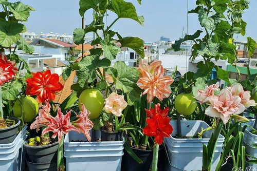 Vườn sân thượng 150m2 ở TPHCM: Trăm giống huệ khoe sắc, chanh to như quả bưởi