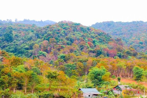 Đẹp ngỡ ngàng những rừng cây miền Tây Nghệ An mùa thay lá