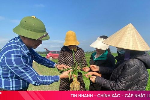 Độ ẩm cao, lo đạo ôn 'xuất kích' hại lúa xuân!