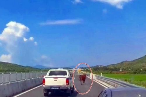 Bình Thuận: Xử lý nghiêm việc tự ý cắt mở hàng rào thả gia súc vào cao tốc