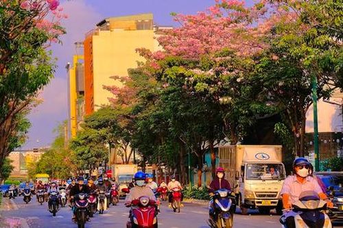Chẳng cần đi xa, Tp.HCM cũng có mùa hoa kèn hồng đẹp nao lòng