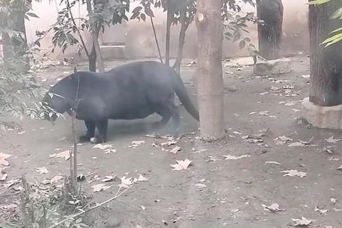 Báo đen 'bụng phệ' gây xôn xao mạng xã hội