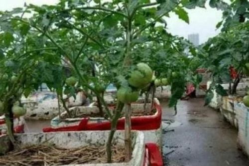 Nhà giàu cỡ nào cũng nên giữ thùng xốp phế thải, quá 'giá trị', không biết thì tiếc
