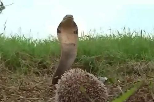 CLIP: Đụng độ nhím, rắn hổ mang chúa có phản ứng khiến người xem 'sốc nặng'