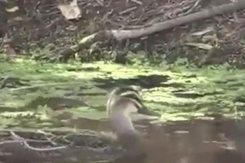 CLIP: Đụng độ vịt đen Thái Bình Dương, rắn độc 'bỏ của chạy lấy người'