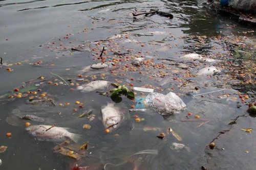 Hà Nội đầu tư gần 100 tỷ đồng làm sạch Hồ Tây