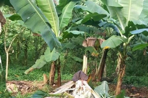 Bán vườn chuối của người khác, bị truy tố
