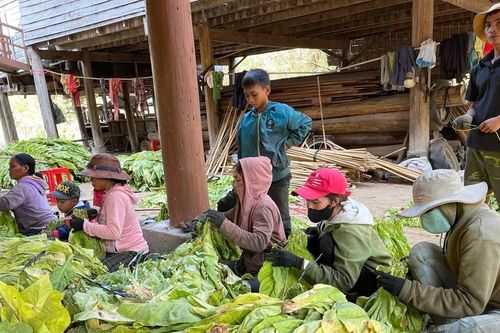 Đầu tư nâng cao giá trị cây thuốc lá