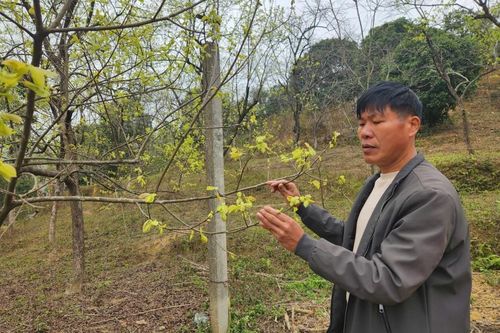 Hải Yến: Đa dạng giải pháp hỗ trợ người dân phát triển sản xuất