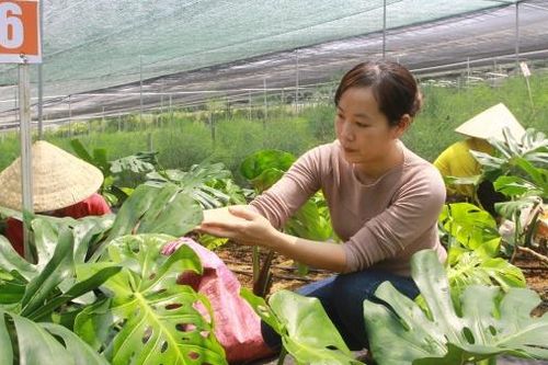 Bảo Lâm cơ cấu lại ngành Nông nghiệp gắn với xây dựng nông thôn mới