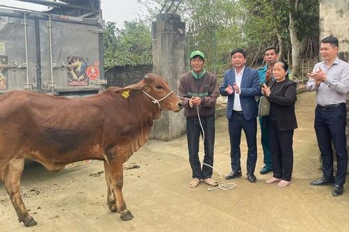 Bàn giao bò giống sinh sản cho cộng đồng dân cư xã Tiên Kiên