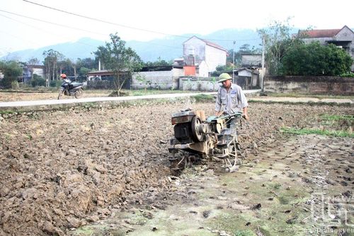 Linh hoạt chuyển đổi cây trồng trên đất lúa thiếu nước