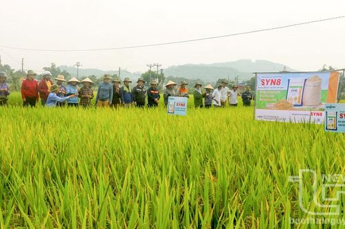 Phấn đấu tổng sản lượng lương thực đạt gần 436 nghìn tấn