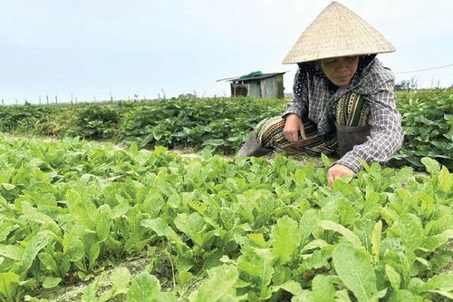 Những ngôi nhà ấm áp