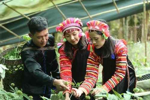 'Trái ngọt' giảm nghèo ở vùng miền núi Lai Châu