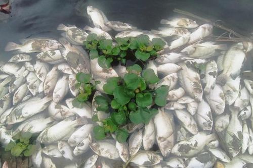 Nước suối Cổ Đam ô nhiễm khiến cá chết hàng loạt