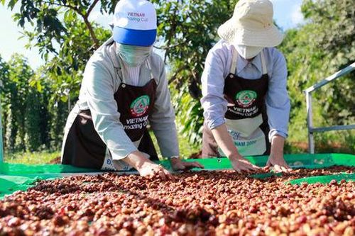 Nâng cao giá trị xuất khẩu cho cà phê Việt